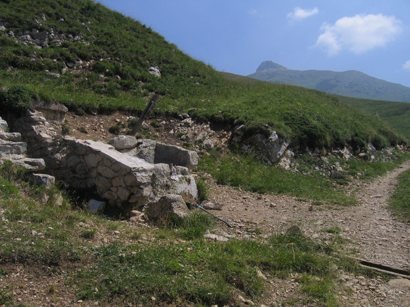 Erebia cassioides - Nymphalidae Satyrinae...dal Trentino